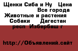 Щенки Сиба и Ну › Цена ­ 35000-85000 - Все города Животные и растения » Собаки   . Дагестан респ.,Избербаш г.